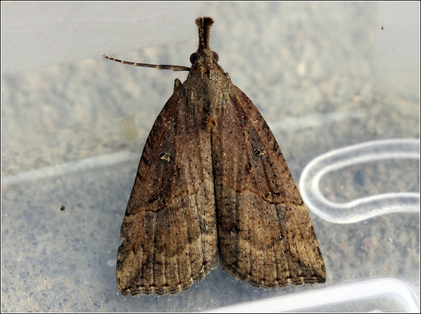 Hypena rostralis - közönséges karcsúbagoly