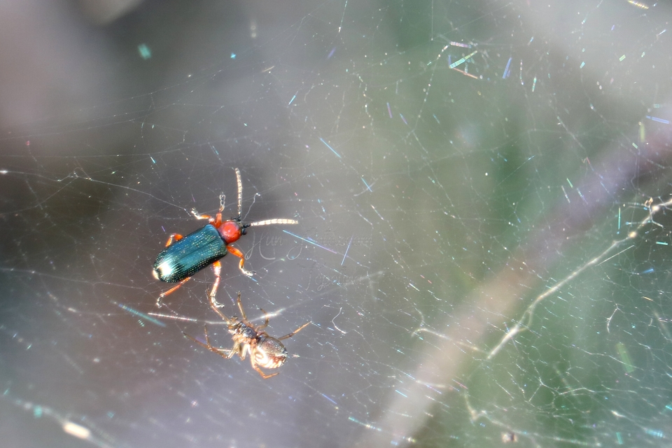 Oulema melanopus/duftschmidi