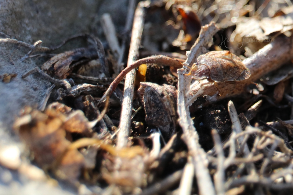 Sciocoris Sciocoris