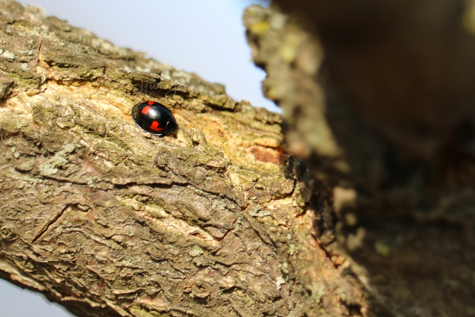 Exochomus quadripustulatus - négyfoltos szerecsenkata