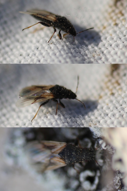 Metopoplax origani - szélesfejű bodobács