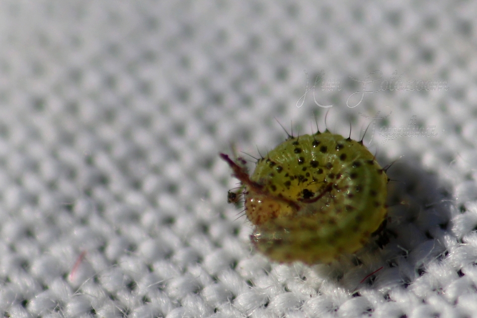 Polymixis rufocincta isolata - magyar tarkabagoly