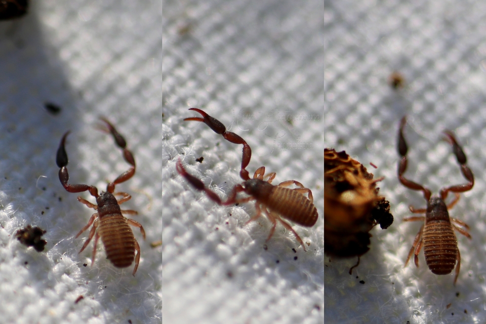 Pseudoscorpionida - Álskorpiók