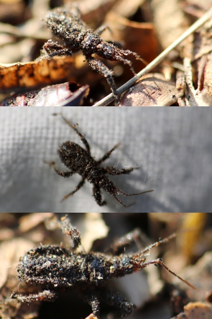 Reduvius personatus - szemetes zugpoloska