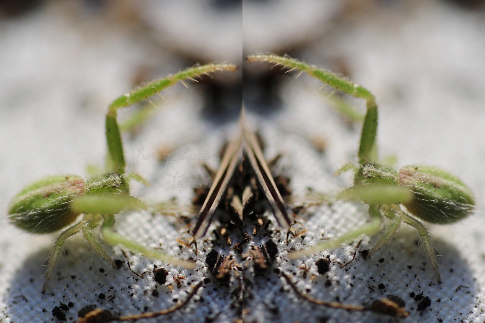 Heriaeus