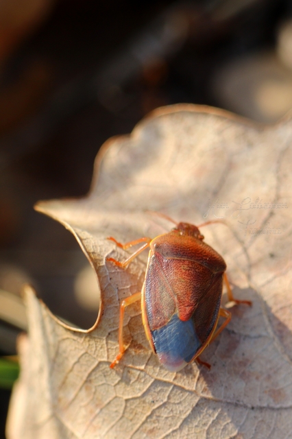 Piezodorus lituratus - bíboros címerespoloska Piezodorus lituratus - bíboros címerespoloska