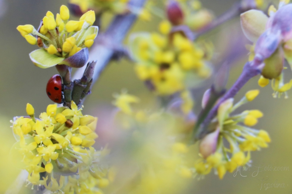 Coccinella septempunctata - hétpettyes katica