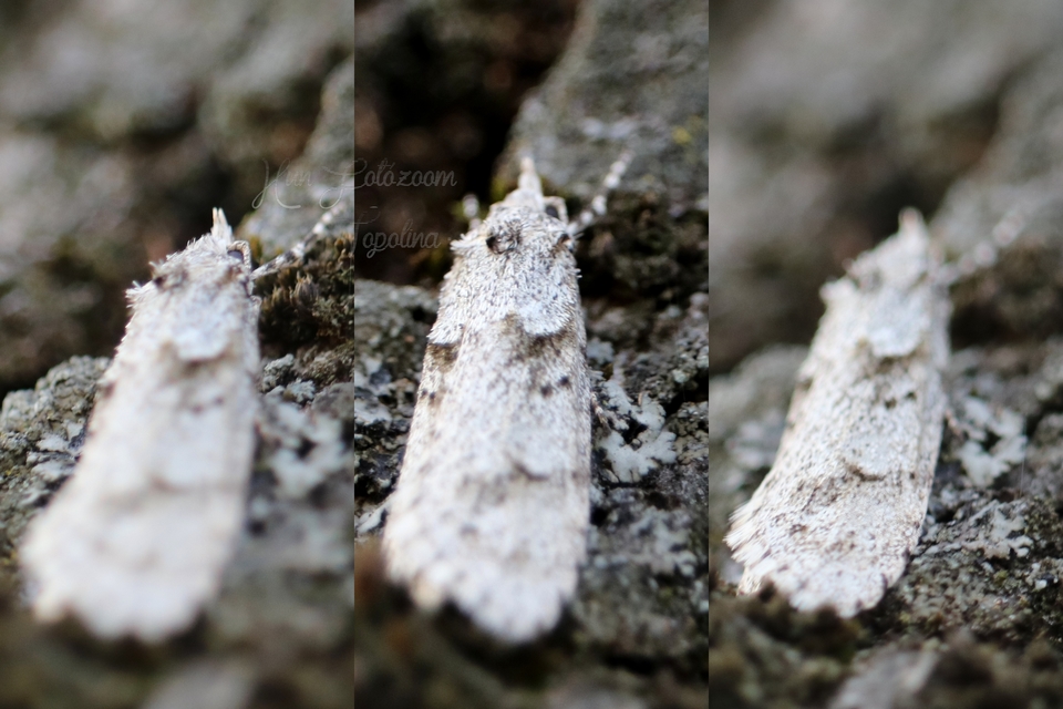 Diurnea fagella - szürke tavaszimoly