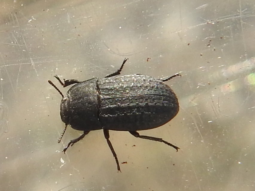 Opatrum sabulosum - sároshátú gyászbogár