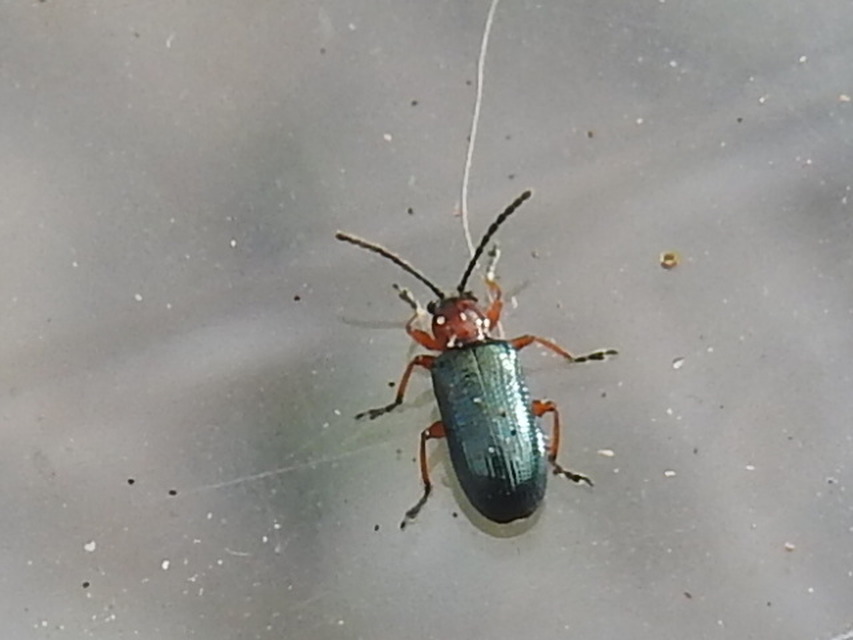 Oulema melanopus/duftschmidi