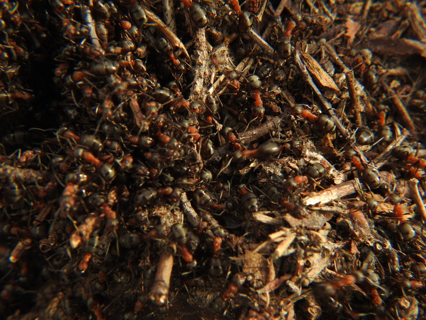 Formica polyctena - kis vöröshangya