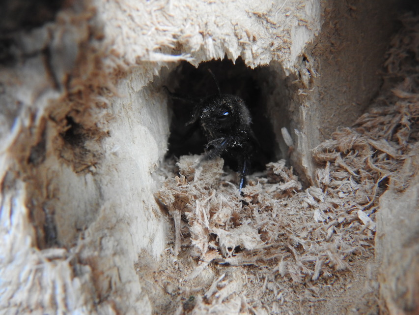 Xylocopa