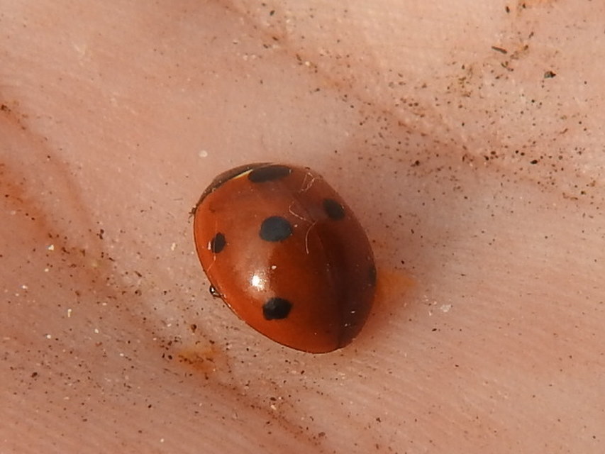Coccinella septempunctata - hétpettyes katica