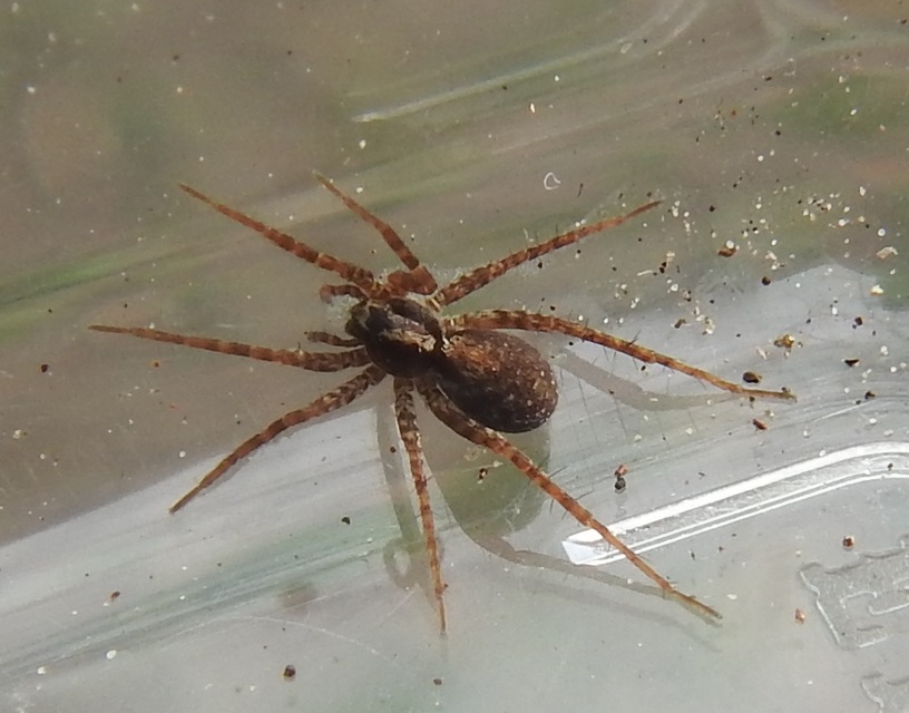 Pardosa alacris/lugubris