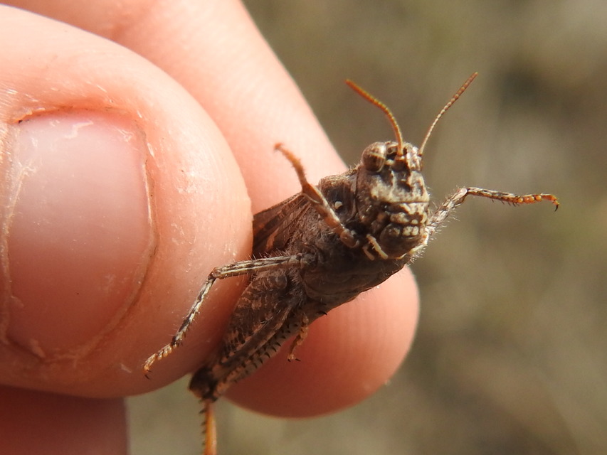 Acrotylus insubricus - önbeásósáska
