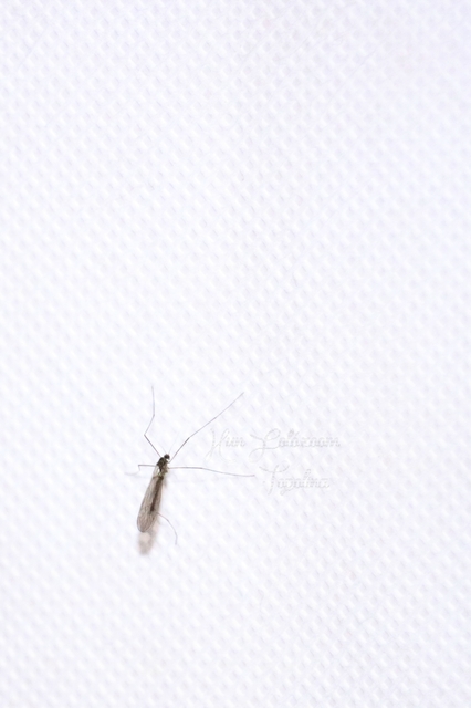 Trichocera