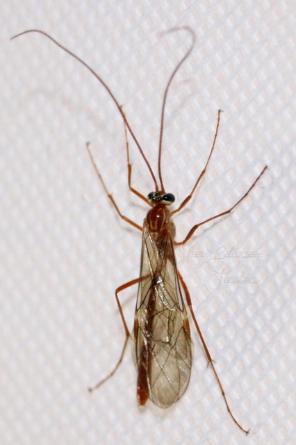 Ophion obscuratus