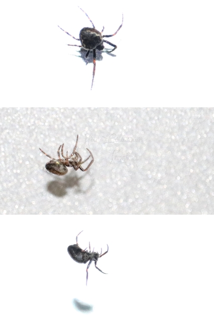 Nuctenea umbratica - közönséges rés-keresztespók