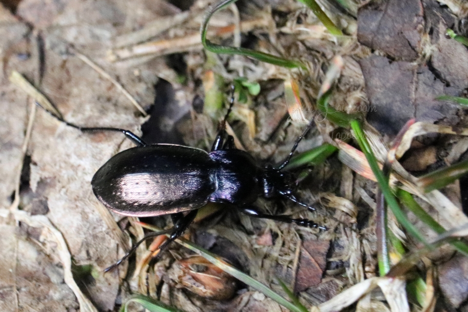 Carabus nemoralis - ligeti futrinka