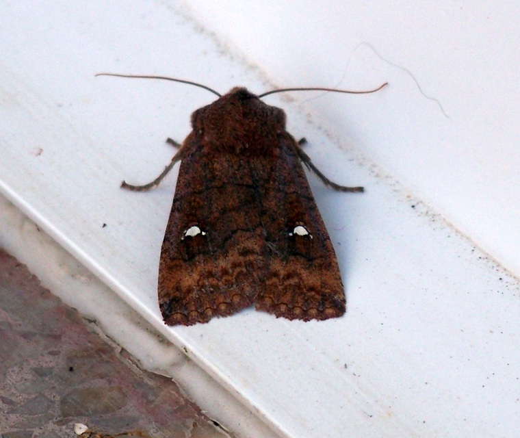 Eupsilia transversa - holdacskás télibagoly