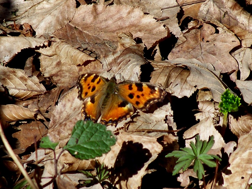 Nymphalis polychloros - nagy rókalepke