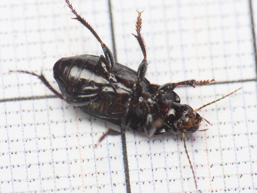 Harpalus caspius - keleti lomhafutó