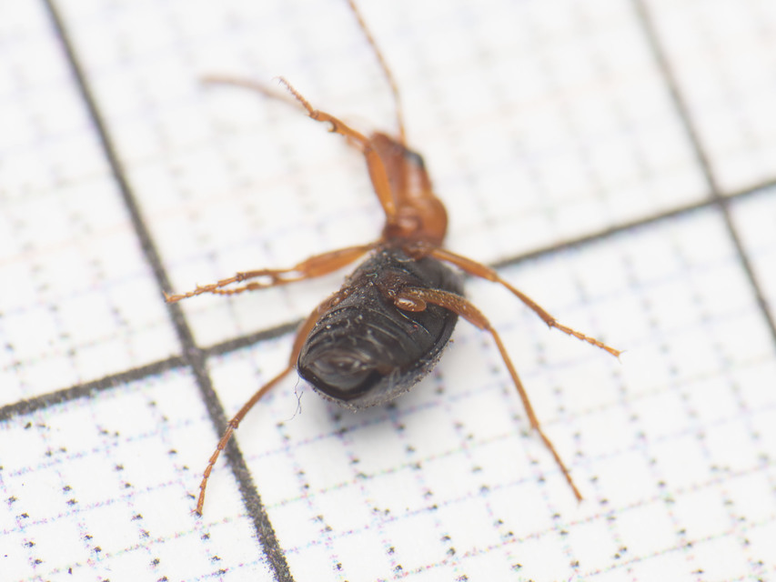Brachinus explodens - kis pöfögőfutó