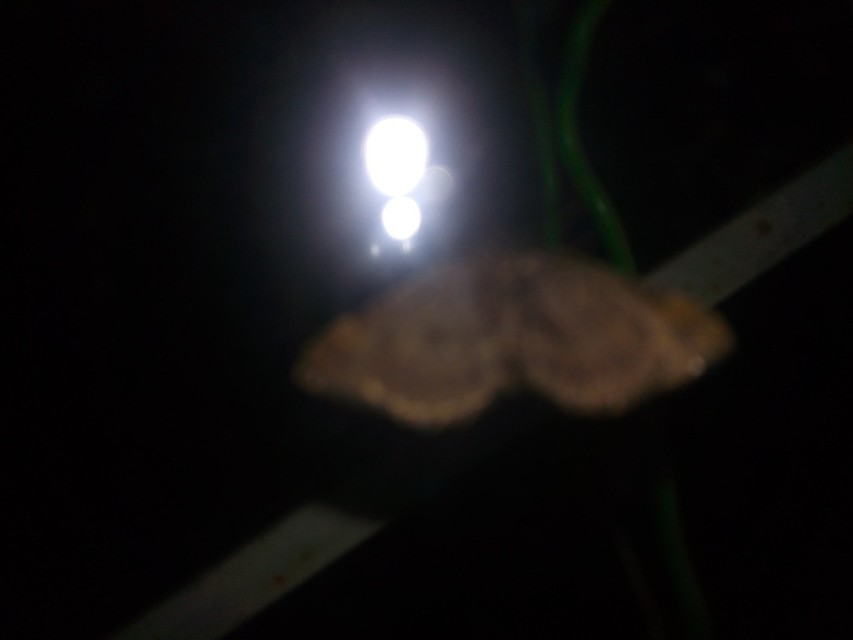 Earophila badiata - csipkerózsa-araszoló