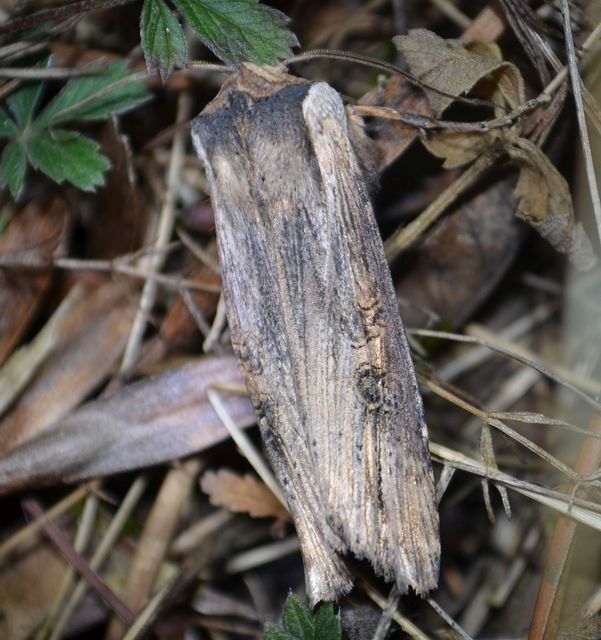 Xylena exsoleta - szürke fabagoly