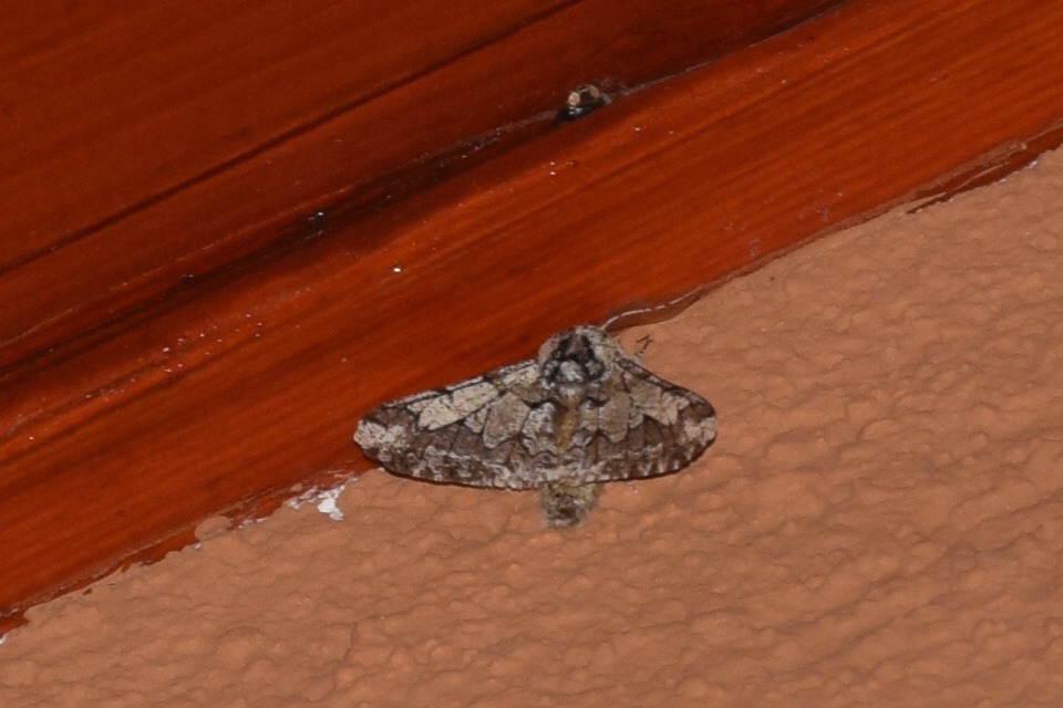Biston strataria - barnapettyes araszoló