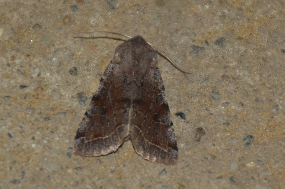 Orthosia incerta - változékony barkabagoly