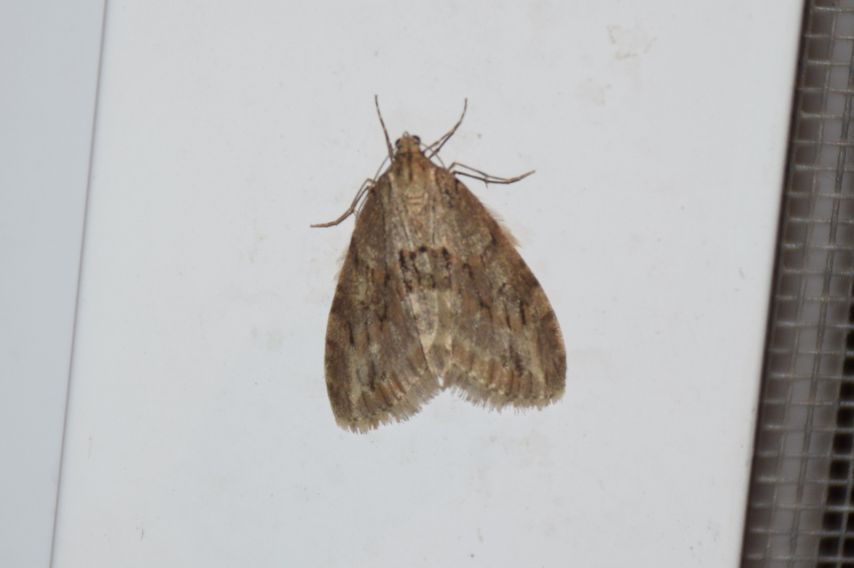 Trichopteryx polycommata - kőrisfa-lebenyesaraszoló