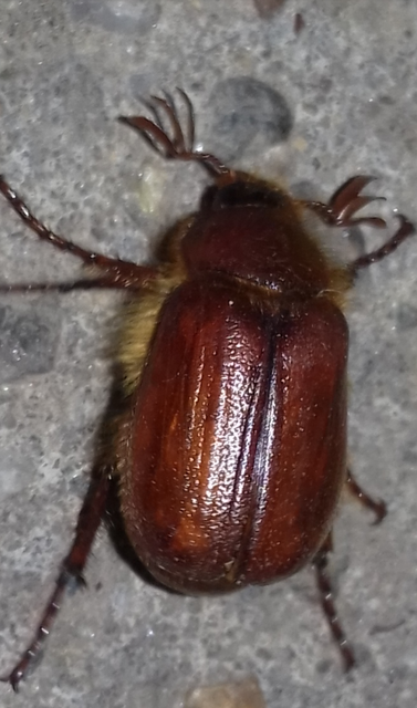 Holochelus aequinoctialis - tavaszeleji cserebogár