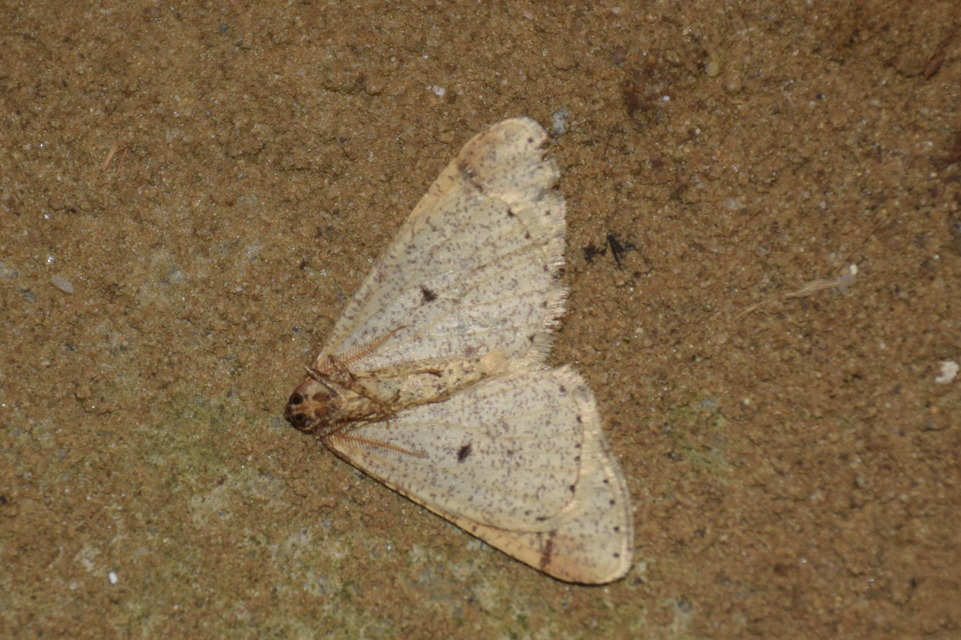 Agriopis marginaria - sárgás téliaraszoló