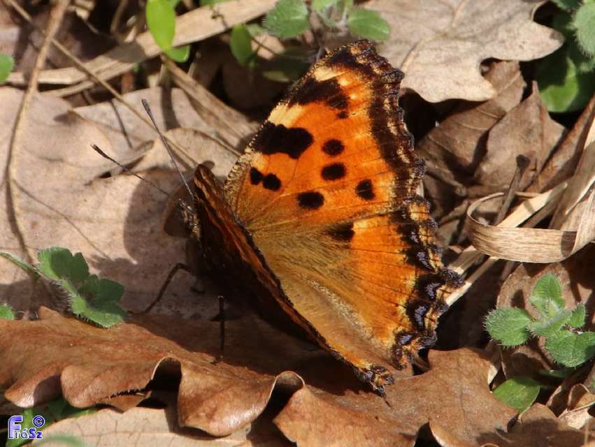 Nymphalis polychloros - nagy rókalepke