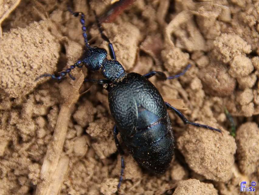 Meloe proscarabaeus - közönséges nünüke