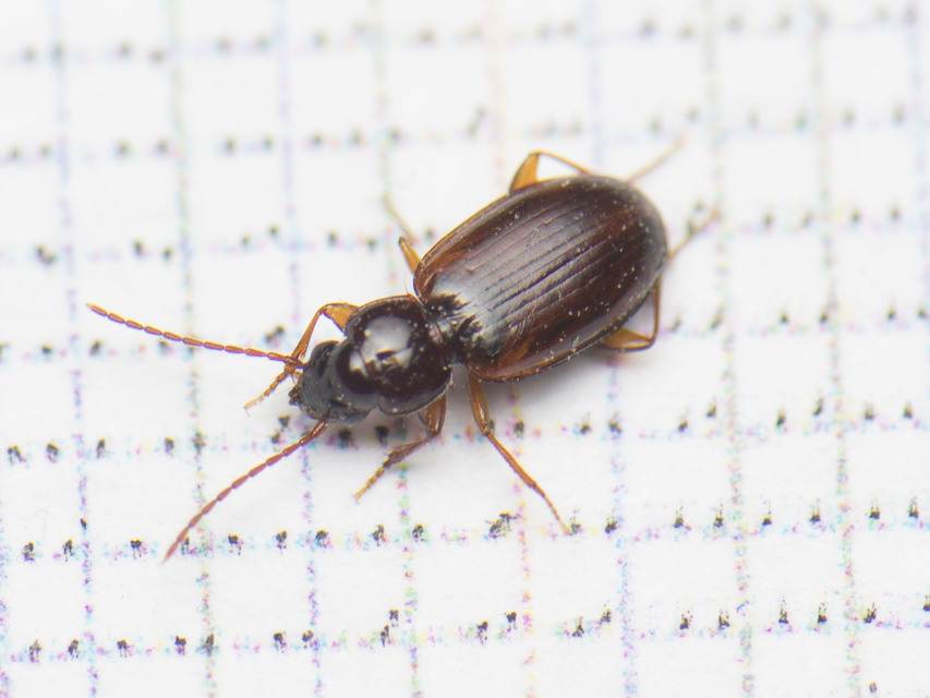 Trechus quadristriatus - közönséges fürgefutonc