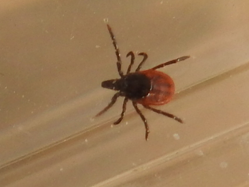 Ixodes ricinus - közönséges kullancs
