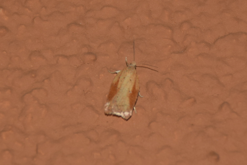 Acleris