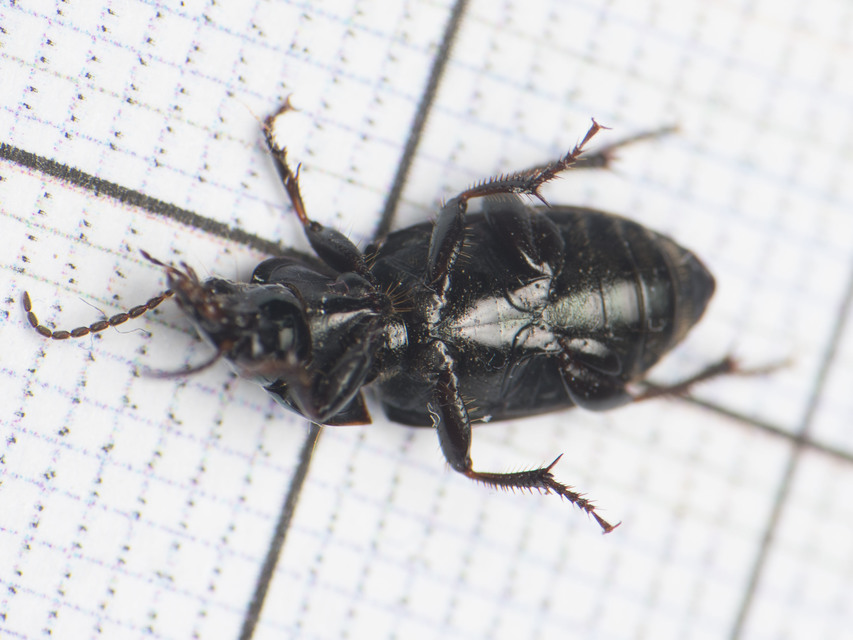 Harpalus distinguendus - mezei lomhafutó