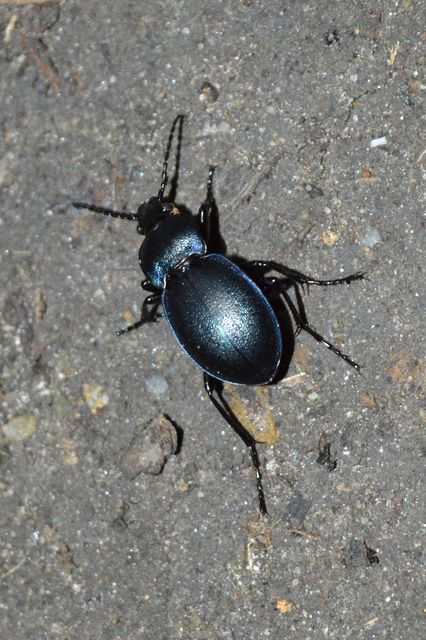 Carabus convexus - selymes futrinka