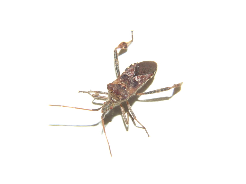 Leptoglossus occidentalis - nyugati levéllábú poloska Leptoglossus occidentalis - nyugati levéllábú poloska