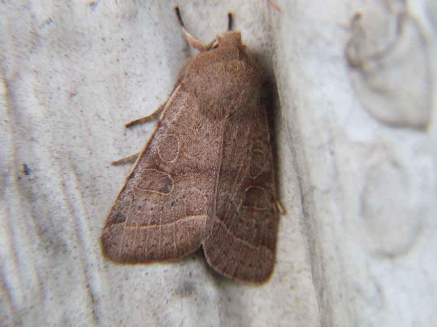 Orthosia cerasi - közepes barkabagoly