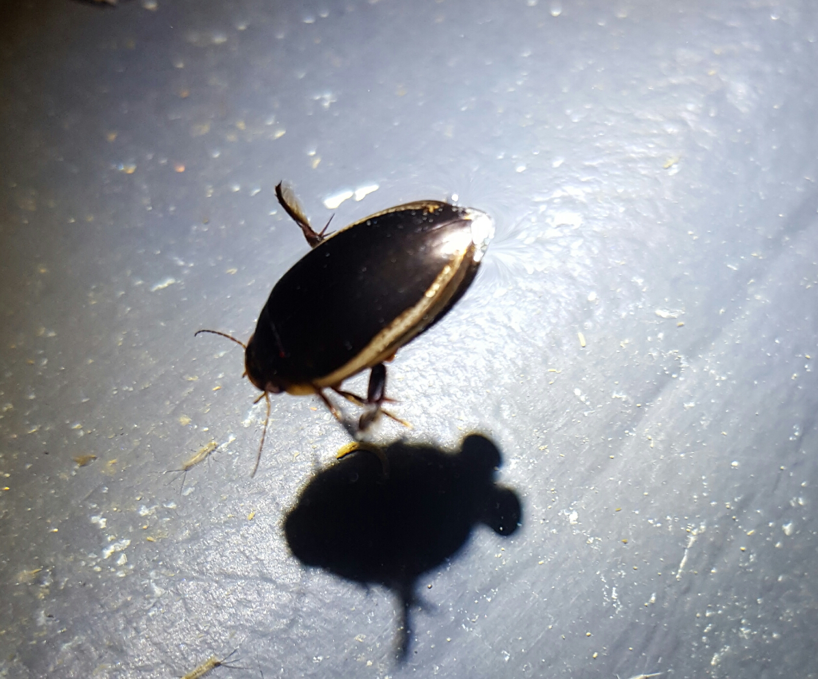 Hydaticus seminiger - fekete mocsáricsíkbogár