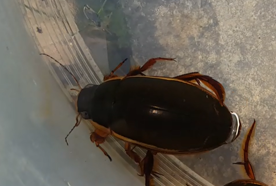 Dytiscus dimidiatus - tompacsípős csíkbogár