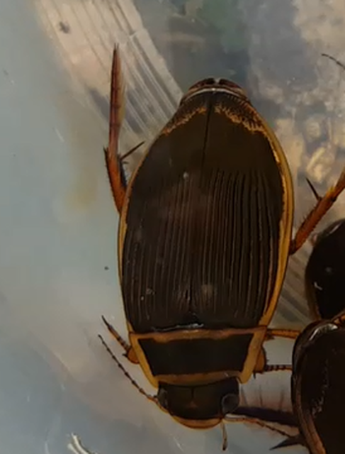Dytiscus marginalis - szegélyes csíkbogár
