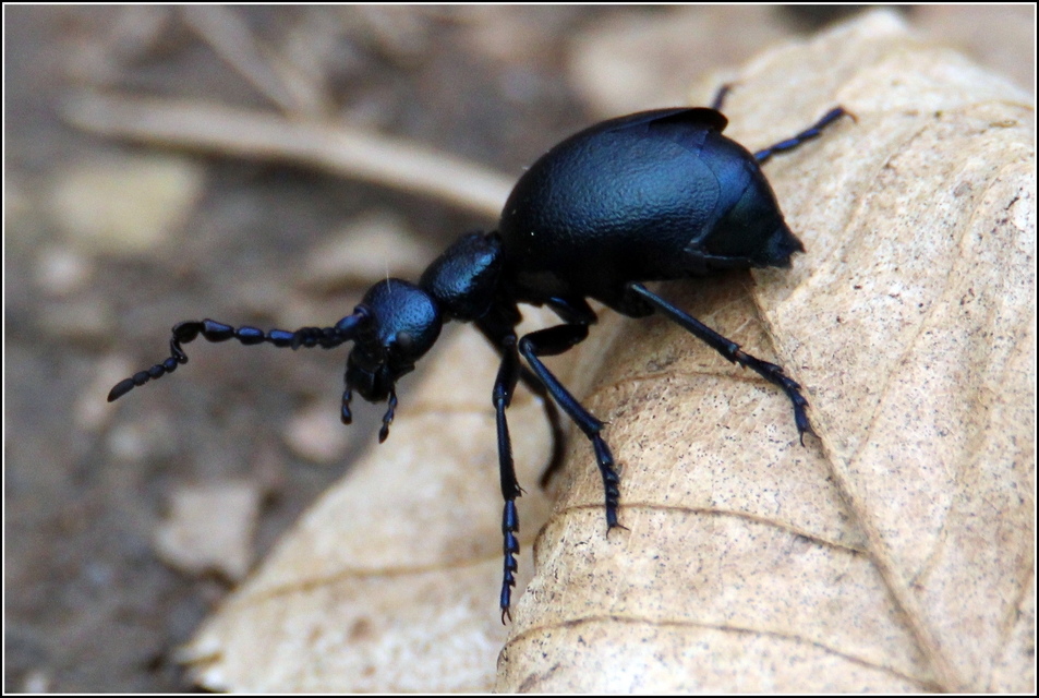 Meloe violaceus - kék nünüke