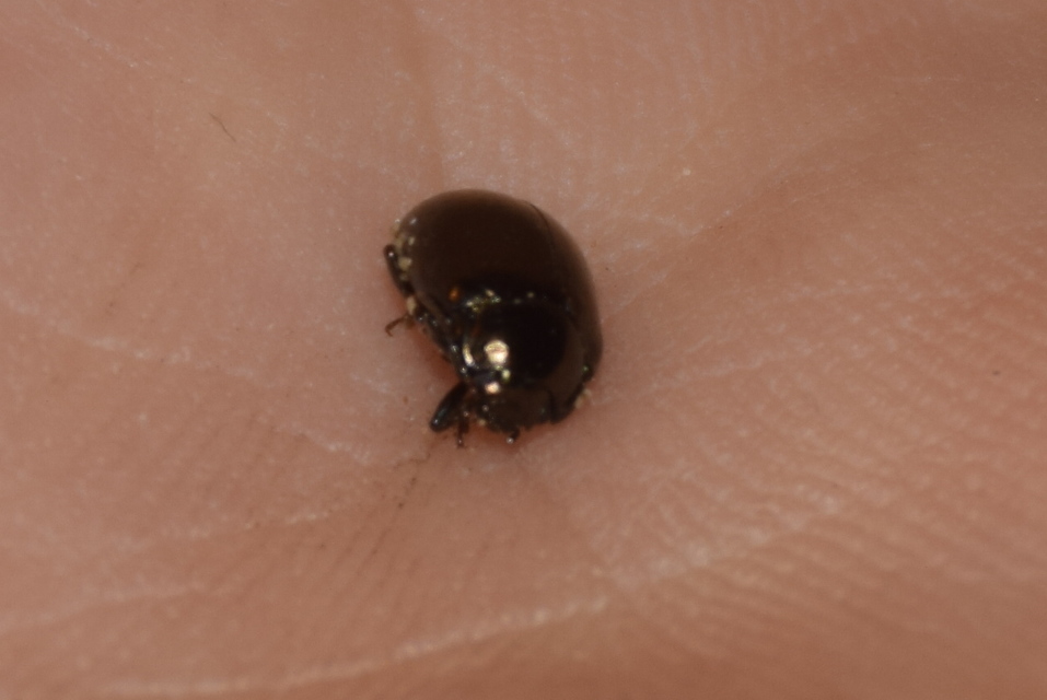 Chrysolina oricalcia - bronzos levélbogár