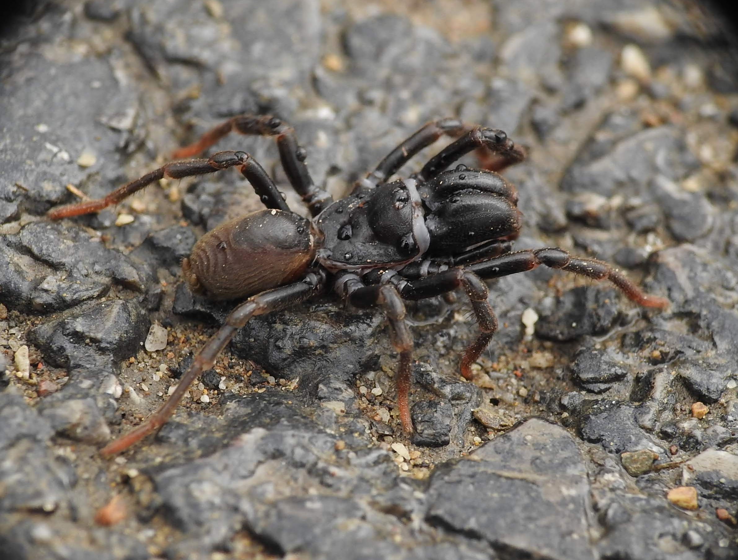 Atypus muralis - kövi torzpók