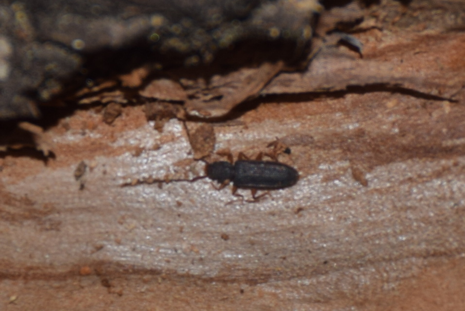 Uleiota planatus - hosszúcsápú fogasnyakú-lapbogár